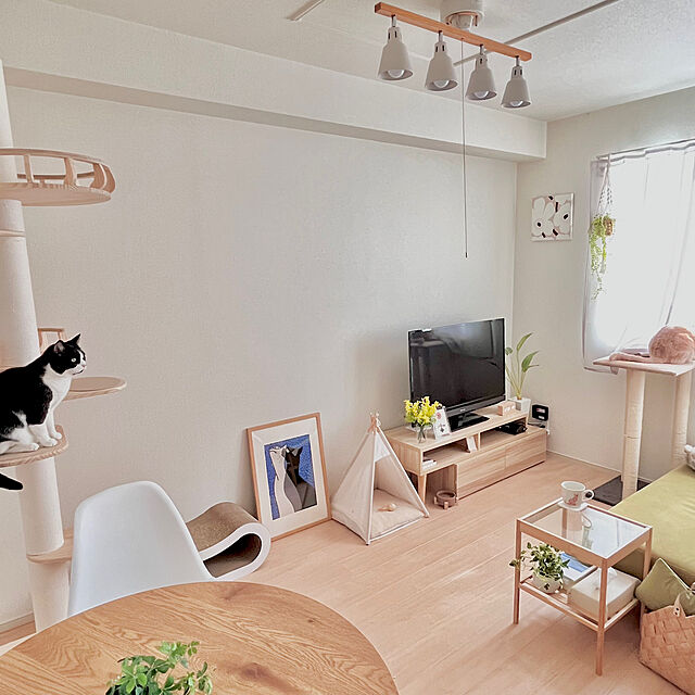 kiyomiの-キャットタワー ベッド ステップ ハンモック おしゃれ SUMIKA 突っ張り型 木製 キャットタワー 専用 フレンチバルコニー ジュリニャッタ Mの家具・インテリア写真