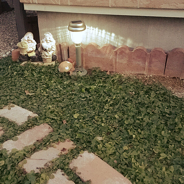 me_sweetの福花園種苗-【種子】ダイカンドラ 福花園種苗のタネの家具・インテリア写真