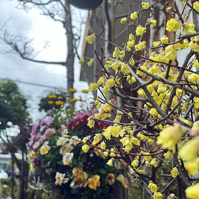 yukarin-gardenの-ヒュウガミズキ 樹高0.4m前後 15cmポット （ 単 品 ）  苗 植木 苗木 庭の家具・インテリア写真