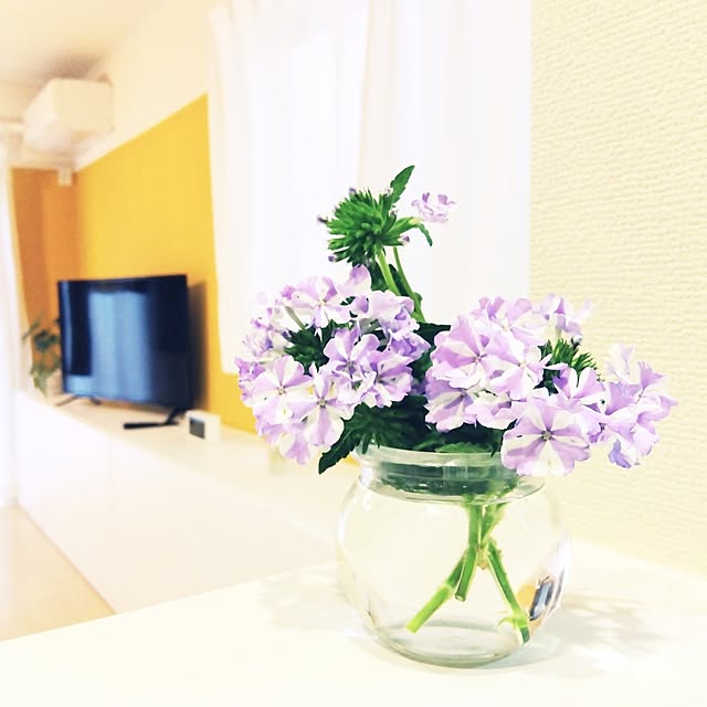 suuの-草花の苗/バーベナ：スーパーべナアイストゥインクル3号ポットの家具・インテリア写真