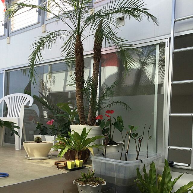 DAICHIの-アンスリウム アンスリューム ダコタ 鉢カバー付 トロピカル インテリア 観葉植物 アンスリウム 母の日の家具・インテリア写真