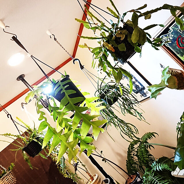 ot-gardenの-おしゃれ　観葉植物：リプサリス　エリプティカ*5号　吊り鉢の家具・インテリア写真