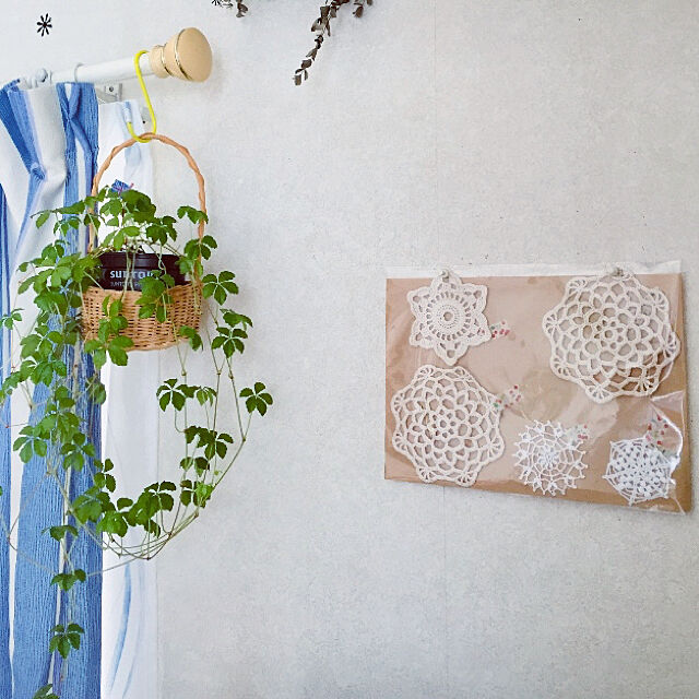 takakoの-送料無料 シュガーバイン シュガーパイン 北欧 ホワイト トール 鉢植え 観葉植物 おしゃれ 室内 風水 (ユーロプランツ)の家具・インテリア写真