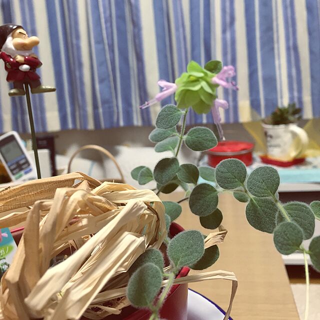 takakoの-オレガノ　ディクタムナスの家具・インテリア写真