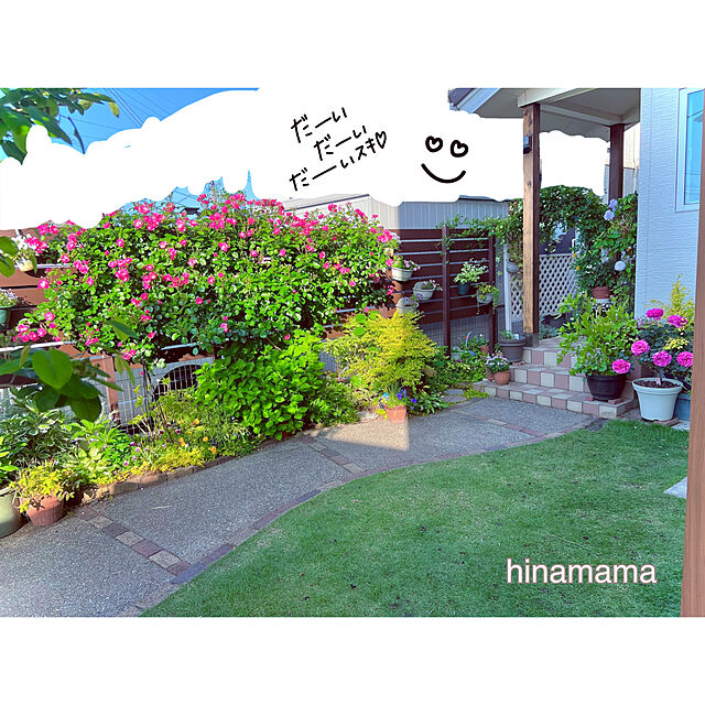 hinamamaの-ノリウツギ 雪化粧 4.5号サイズ 苗 花が終わっても鑑賞価値がある低木の家具・インテリア写真