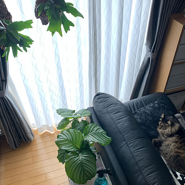 yukarin-gardenの-観葉植物/カラテア：オルビフォリア4号鉢植えの家具・インテリア写真