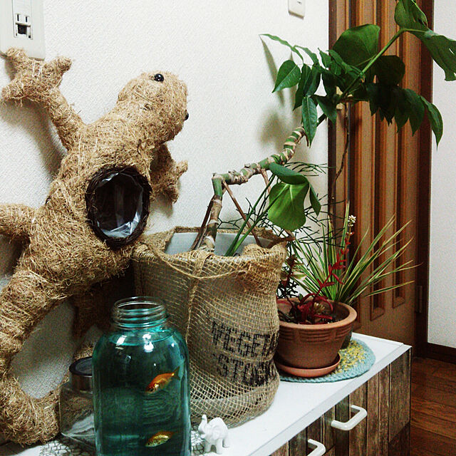 k2のＦlower&Plantsあとりえ-モンステラの家具・インテリア写真