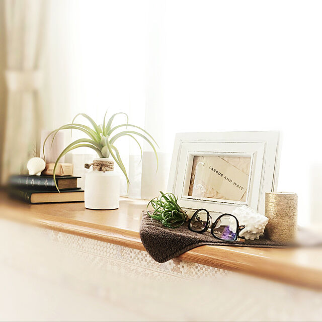 hanachanの-（観葉植物）エアープランツ　ティランジア　カクティコラ　Mサイズ（1株）の家具・インテリア写真