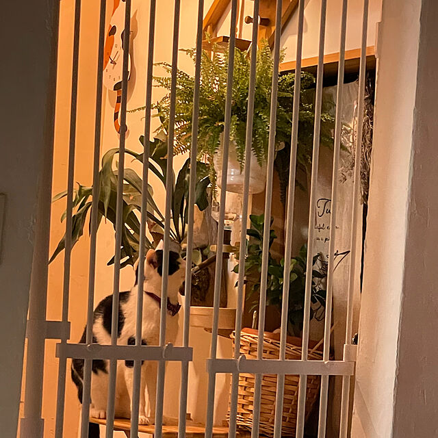 nekosamaの-観葉植物/パンダガジュマル　5号硬質ポット23-01の家具・インテリア写真