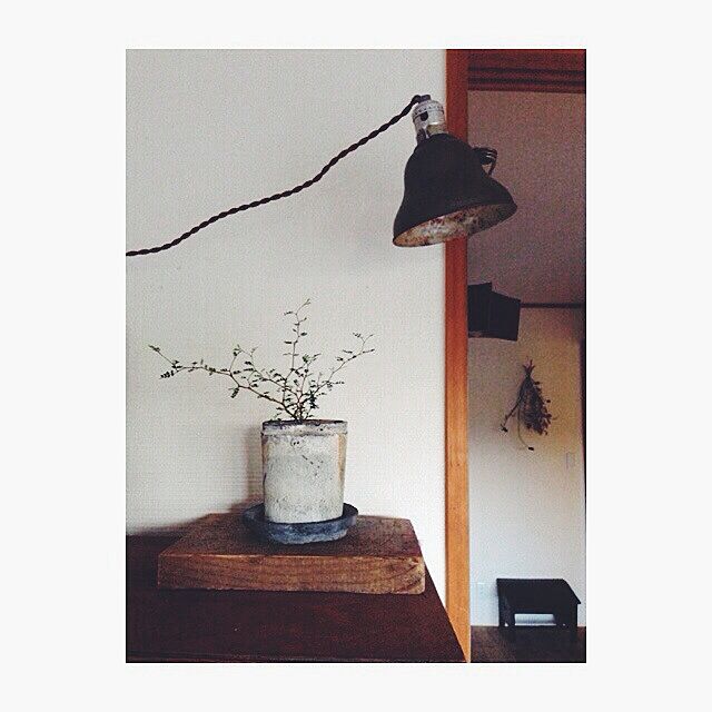 yukiの-盆栽風にも洋風鉢にも合います♪：ソフォラ “リトルベイビー”（メルヘンの木）*【2個セット】の家具・インテリア写真