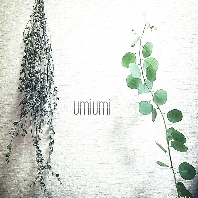 umiumiの-ユーカリ・ポポラス【3.5号・10.5cmポット苗】（背丈：約50cm）の家具・インテリア写真