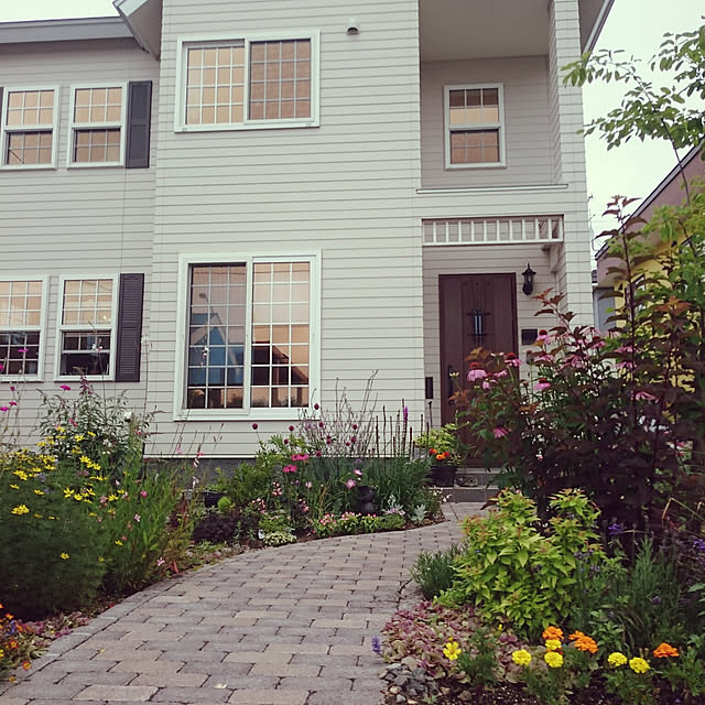 写真付きレビュー エキナセア プルプレア パープレア ハーブ苗 バレンギク 宿根草の通販商品 口コミ情報 Roomclipショッピング