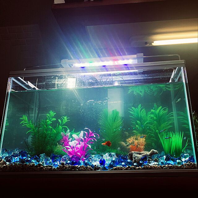 tututu0204のスペクトラム ブランズ ジャパン-テトラ (Tetra) ガラス アクアリウムセット AG-52GF (水槽容量 約36L) 水槽 熱帯魚 メダカ 金魚の家具・インテリア写真