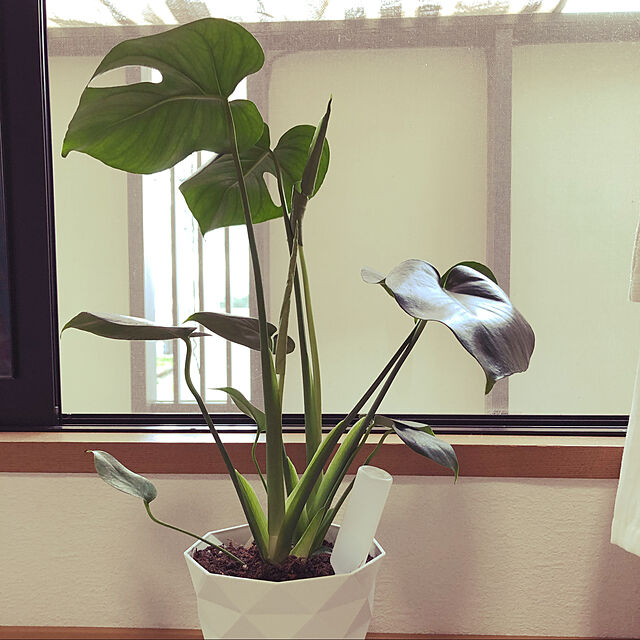 makiの-【送料無料】ミニ観葉植物 モンステラ陶器鉢付き(ハイドロカルチャー)の家具・インテリア写真