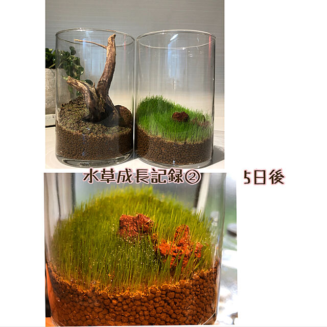 kyoko1124koの-ニッソー　育てる水草の種 ストレートヘアー&ロックの家具・インテリア写真