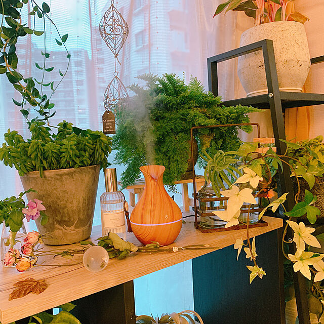 Tenの-観葉植物 アグラオネマ ナイトスパーク 5号樹脂鉢 ホワイト サスティー付き 受け皿付き 育て方説明書付き 幸せを招くタイの宝石 アロイドの家具・インテリア写真