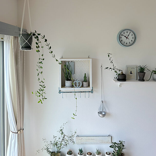 tintinの-（観葉植物）ホヤ　クミンギアナ　3号（1ポット）【HLS_DU】の家具・インテリア写真