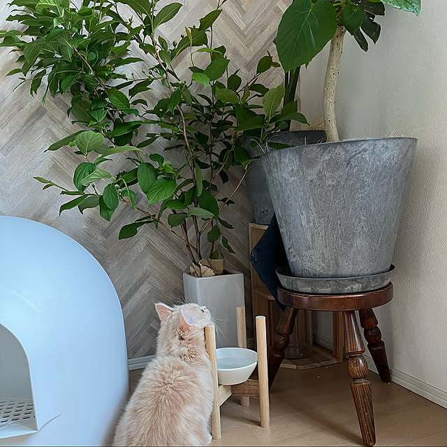 写真付きレビュー 送料無料 Pidan ピダン 猫用トイレ スノードーム型 猫 トイレ 大型 ドーム 型 猫トイレ 猫トイレ本体 おしゃれ 飛び散り防止 カバー 目隠し 猫砂 飛び散らない フルカバー ネコ スコップ 蓋 付き 消臭 大型猫トイレ 大きめ 大きい ねこ ネコ ペット