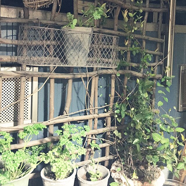 usakoの-フレッシュハーブ4種栽培セット[バジル・ミント・イタリアンパセリ・レモンバーム]の家具・インテリア写真