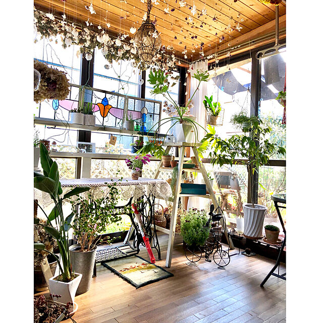 na-chanの-【ラッキーシール対応】観葉植物/ペペロミア：デピーナ3.5号ポットの家具・インテリア写真