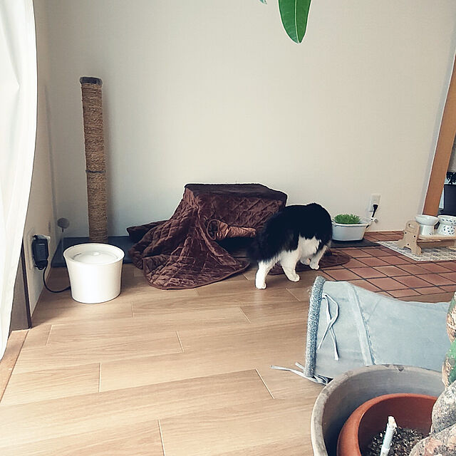 +CHIHARU+のドギーマン-DoggyMan ドギーマン ペット 食器台 ウッディーダイニング 【 犬用：Mサイズ 】の家具・インテリア写真
