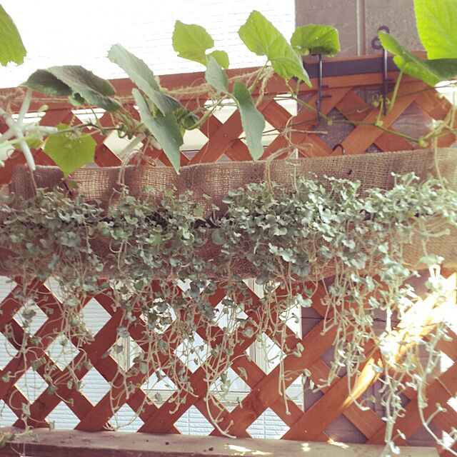 Naomiの-■新鮮花壇苗■ダイコンドラ　銀葉シルバーフォール7．5～9cmポット苗の家具・インテリア写真