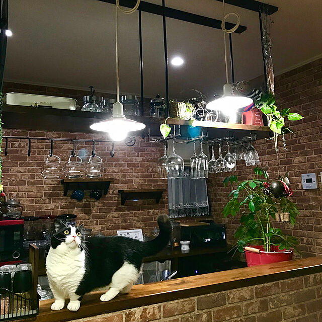 butachanの-猫壱 脚付ウォーターボウル 猫柄(1コ入)【猫壱】の家具・インテリア写真