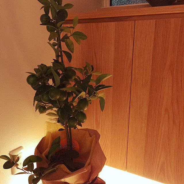 Hirokiの-【タヒチライム】 2年生 接ぎ木 ロングスリット鉢苗 ■限定販売■の家具・インテリア写真