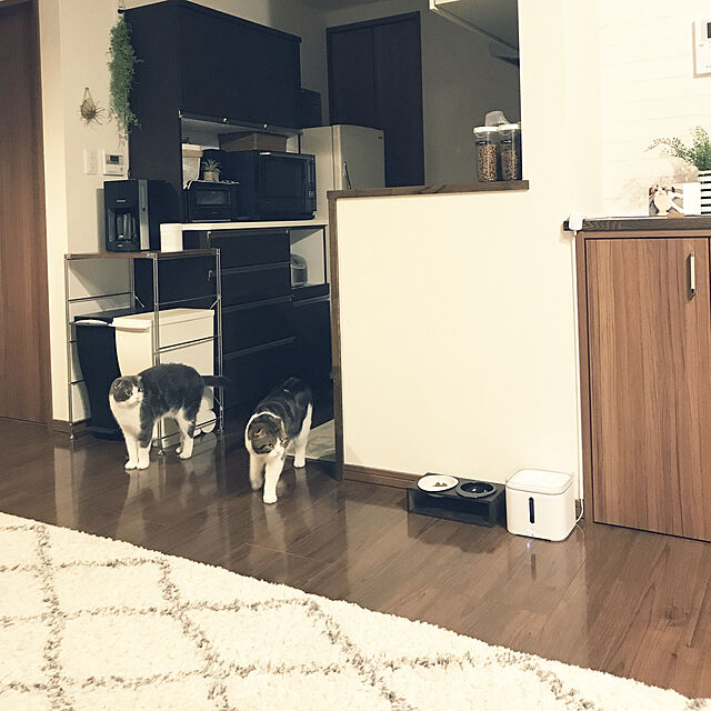 tansukeのダッドウェイ (DADWAY)-PETKIT(ペットキット) ドリンキング・ウォーターファウンテン PTPE00401の家具・インテリア写真