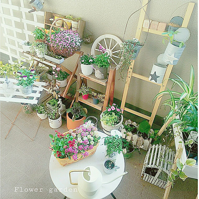 umiumiの-八重咲き かすみ草 ジプシー ディープローズ＆ホワイト 1つのポットで2色咲きます１株 宿根草の家具・インテリア写真