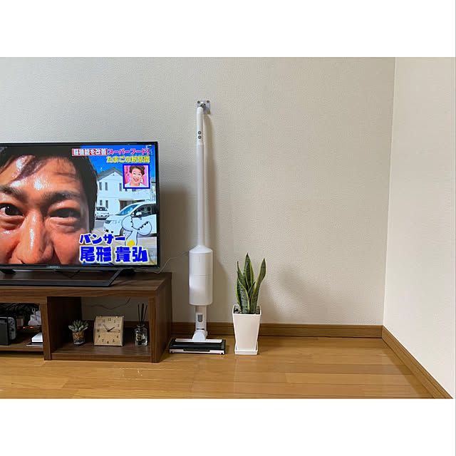 masashiのブルーミングスケープ-【ブルーミングスケープ】空気を浄化するといわれているサンスベリア 5号 スクエアプラスチック鉢と鉢皿付き (土の表面：竹炭)の家具・インテリア写真