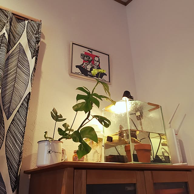 n_ikumiiiの-（観葉植物）ヒメモンステラ　3号（1ポット）【HLS_DU】の家具・インテリア写真