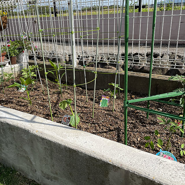 tommamaの-【てしまの苗】 中玉トマト苗 フルティカ 断根接木苗 9cmポット 野菜苗 培土 種の家具・インテリア写真