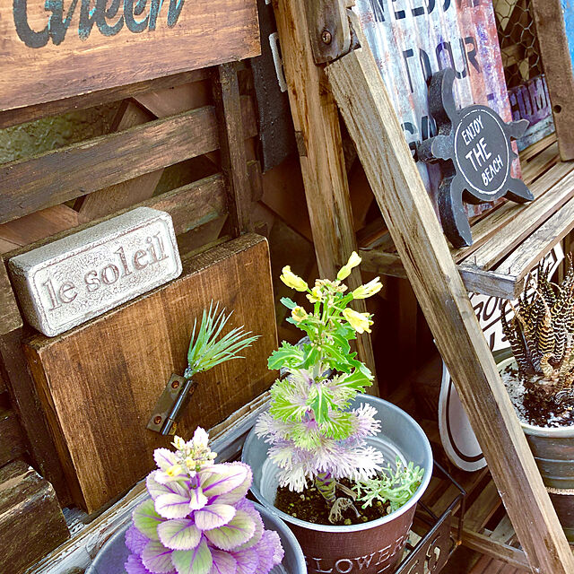 tomoのポピー-ポピー 多肉植物 造花 チランジア バーガンディー FG-4446BURの家具・インテリア写真