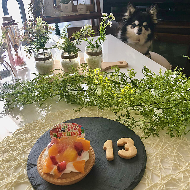 miyakoのHot Dog-ペットケーキ コミフ フルーツタルト バースデーケーキ 誕生日ケーキ ペット用ケーキ 犬用 ワンちゃん用の家具・インテリア写真