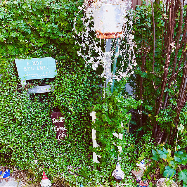 takakoの-※フィカス プミラ 斑入り（3号）【人気】観葉植物の家具・インテリア写真