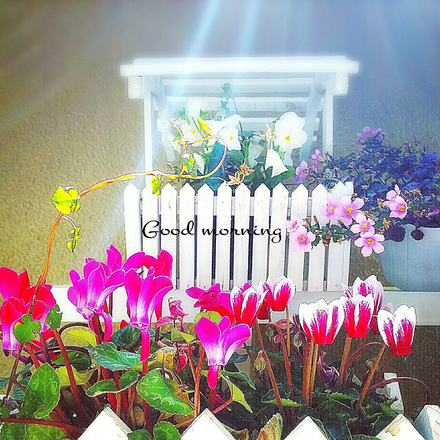 umiumiの-草花の苗/ハーディーシクラメン：コウムスノープリンセス2.5号ロングポットの家具・インテリア写真