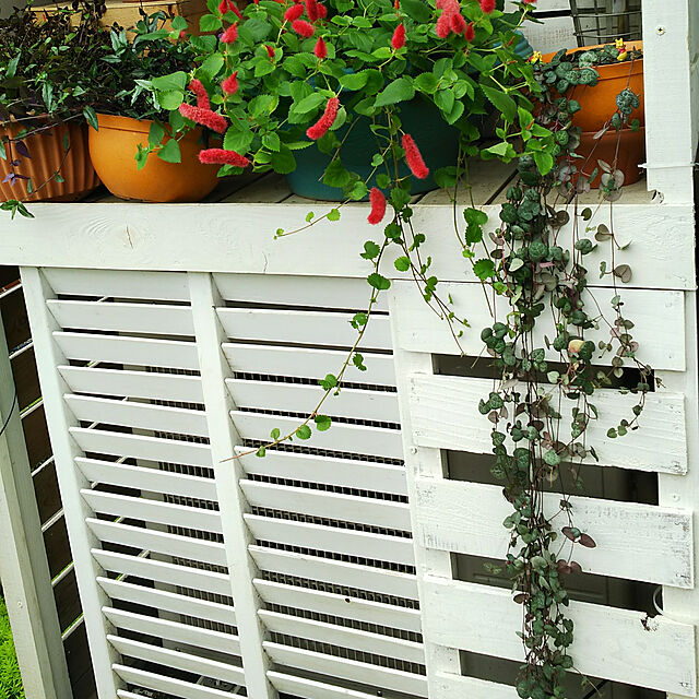 mmpoohの-観葉植物/ブライダルベール5号鉢の家具・インテリア写真