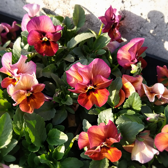 写真付きレビュー パンジーの種 F1 ナチュレ マルベリー 小袋の通販商品 口コミ情報 Roomclipショッピング