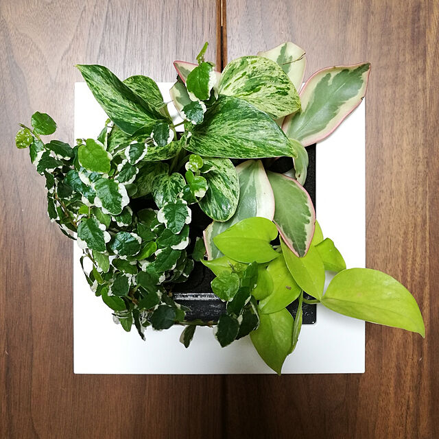 moominの無印良品-壁にかけられる観葉植物 １６×１６ｃｍの家具・インテリア写真