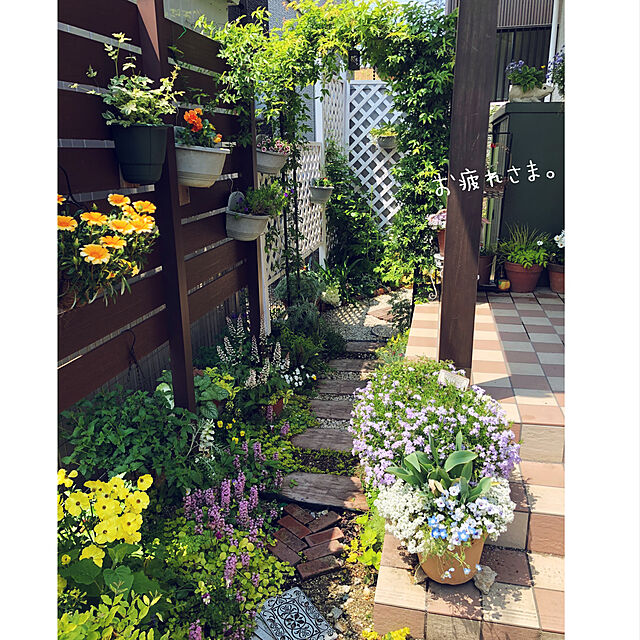 hinamamaの-春・初夏植物　紫陽花　かわいい　変わり品種　母の日　アジサイ　伊予獅子てまり　４号の家具・インテリア写真