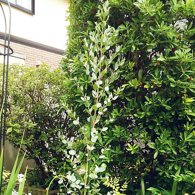 Tomopの-観葉植物　花苗：ユーカリ*グニーorポポラス　2個セット　品種選べますの家具・インテリア写真