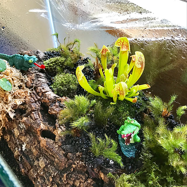 写真付きレビュー 苔玉 苔盆栽 テラリウム の 苔 こけ 3種セット コツボゴケ シノブゴケ ハイゴケ 1パック テラリウム 用 あす楽 の通販商品 口コミ情報 Roomclipショッピング