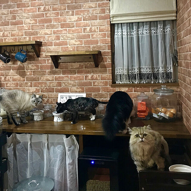 butachanの-猫壱　ハッピーダイニング　脚付フードボウルL　食器　関東当日便の家具・インテリア写真