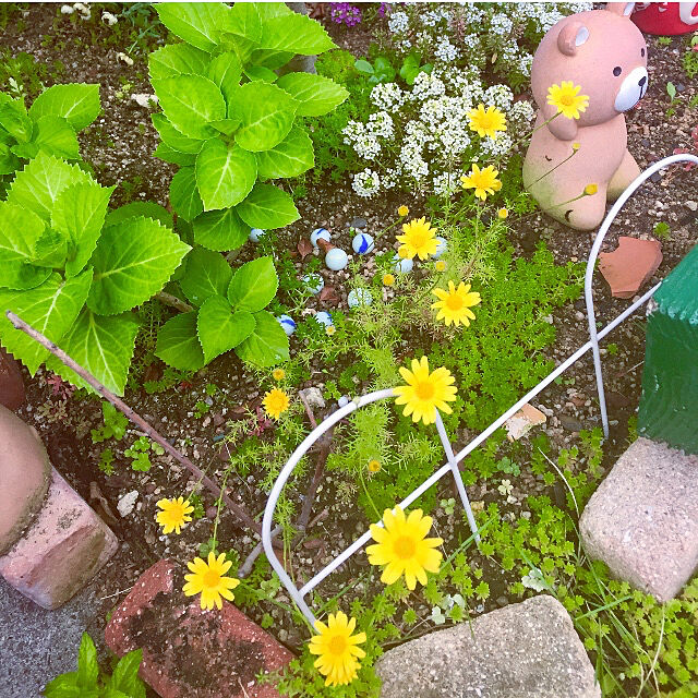 takakoのタキイ種苗-【種子】アリッサム スノークリスタル タキイ種苗のタネの家具・インテリア写真