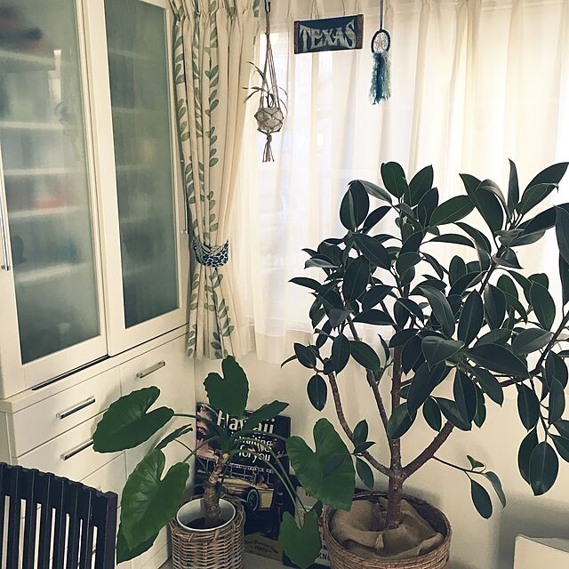 belleのMAKIMO PLANT-フィカス・エラスティカ（バーガンディー）の家具・インテリア写真