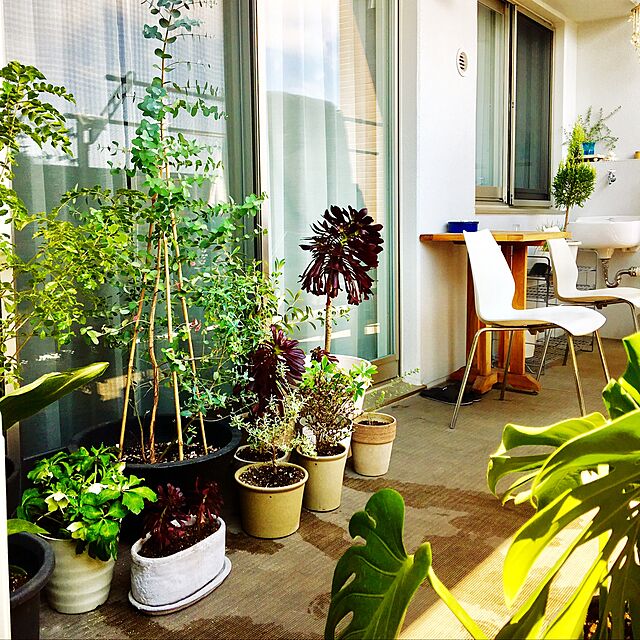 h-の-ユーカリ グニー 5.5号サイズ 丸葉 観葉植物 高さ60cmセンチ グリーン 緑 ミドリの家具・インテリア写真