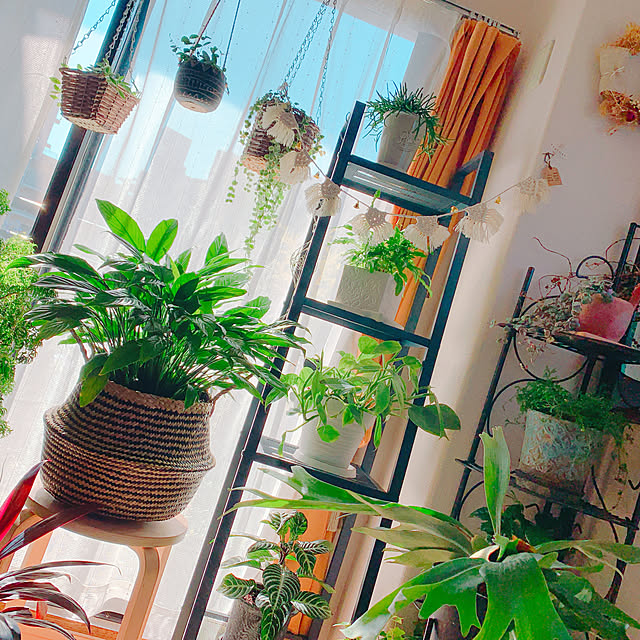 写真付きレビュー 観葉植物 ハイドロ苗9f Lサイズ フィロデンドロン シルバーメタル 1ポット の通販商品 口コミ情報 Roomclipショッピング 写真付きレビュー 観葉植物 ハイドロ苗9f Lサイズ フィロデンドロン シルバーメタル 1ポット の通販商品 口コミ情報 Roomclipショッピング