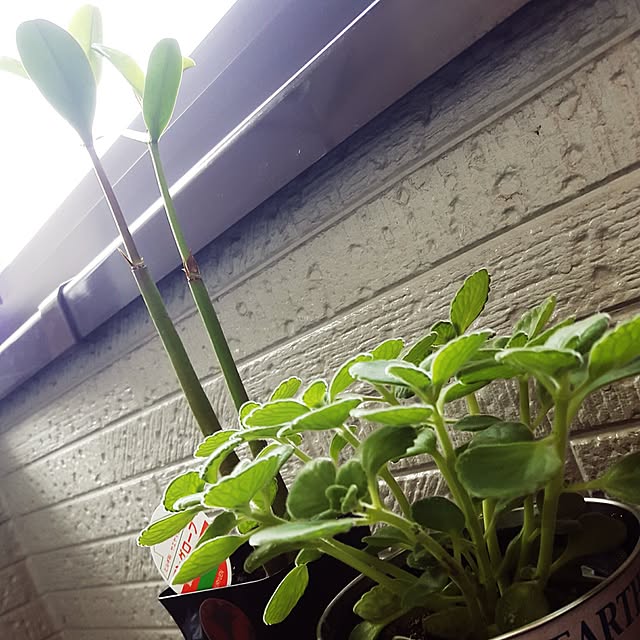 写真付きレビュー 多肉植物 プレクトランサス アロマティカス 9cmポット 多肉植物 ハーブ Herbの通販商品 口コミ情報 Roomclipショッピング 写真付きレビュー 多肉植物 プレクトランサス アロマティカス 9cmポット 多肉植物 ハーブ Herbの通販商品 口コミ情報 Roomclipショッピング