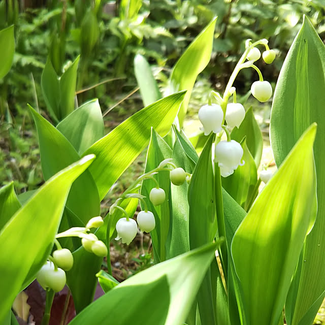 yum0408の-【紫桜館山の花屋】山野草:日本スズラン 素掘り苗5株 ※植え付けから1年後以降の開花見込み株の家具・インテリア写真